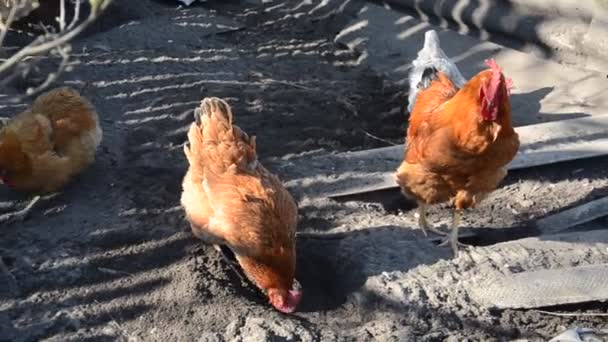 Hens Roosters Walk Yard Farm — Stock Video