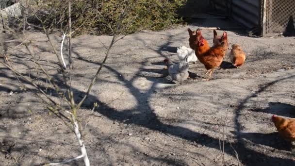 Galline Galli Camminano Nel Cortile Della Fattoria — Video Stock