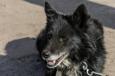 Büyük siyah köpek zincirlenmiş.