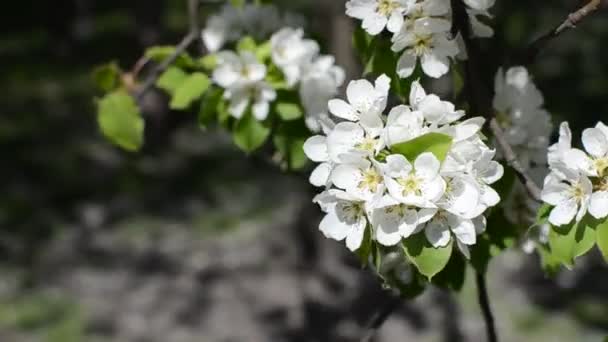 Cherry Blossoms Sway Wind Sunny Day — Stock Video