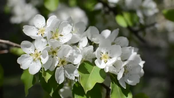 Flores Cerejeira Balançam Vento Dia Ensolarado — Vídeo de Stock