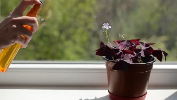 Junge Frau Sprüht Sich Hause Auf Der Fensterbank Eine Blume — Stockvideo