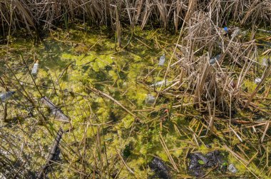 Çöp ve şişelerle kirletilmiş göl