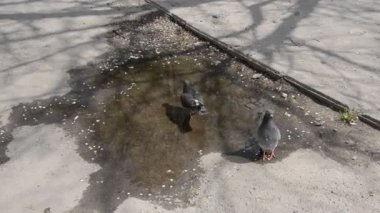 Güvercinler sokaktaki su birikintilerinden su içer.