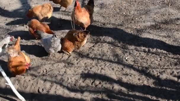 Tavuklar Horozlar Çiftliğin Bahçesinde Yürür — Stok video