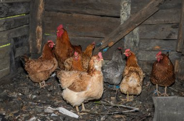 Tavuklar ve horozlar çiftliğin bahçesinde yürür