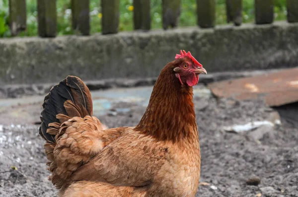 Gallinas Gallos Caminan Patio Granja — Foto de Stock