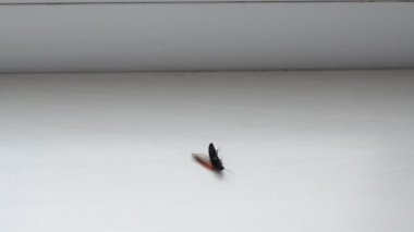 Böcek baş aşağı yatar ve bacaklarını hareket ettirir ve zıplayarak yuvarlanmaya çalışır.