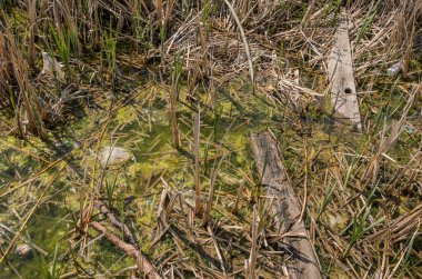 Çöp ve şişelerle kirletilmiş göl