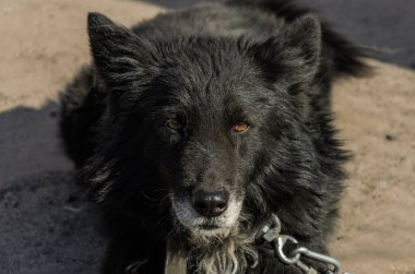  Büyük siyah köpek zincirlenmiş.