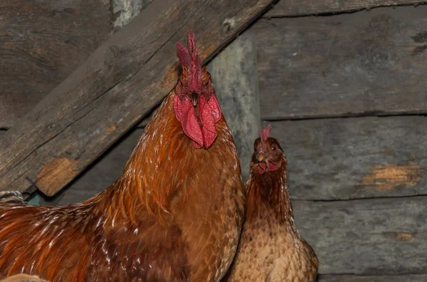 Hens Roosters Walk Yard Farm — Stock Photo, Image