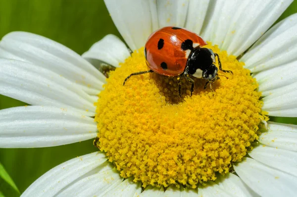 Coccinelle Rampant Sur Une Fleur Camomille — Photo