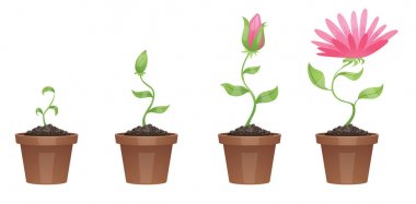 Büyüme, güzel pembe çiçek (krizantem aşamaları)