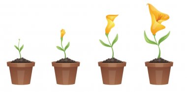 Büyüme, güzel sarı çiçek (calla lily aşamaları)