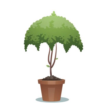 Yeşil bonsai ağacı, şemsiye