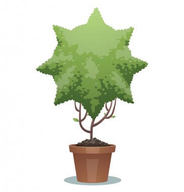 Yeşil bonsai ağacı, güneş