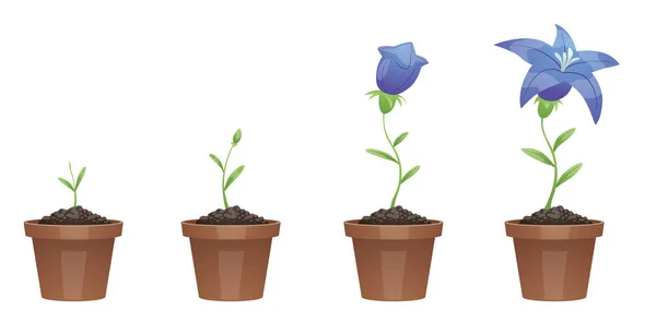 Büyüme, güzel mavi çiçek (lily aşamaları)