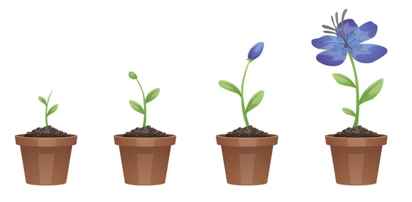 美しい花 (青い亜麻の成長の段階) — ストックベクタ
