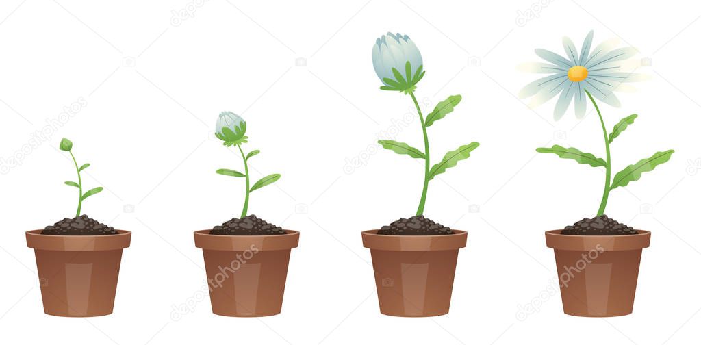 Flor, Germinación, Crecimiento, Desarrollo, Flores Stock Vector by