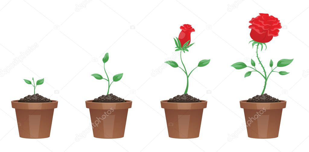 Stages of growth, beautiful red flower (rose)