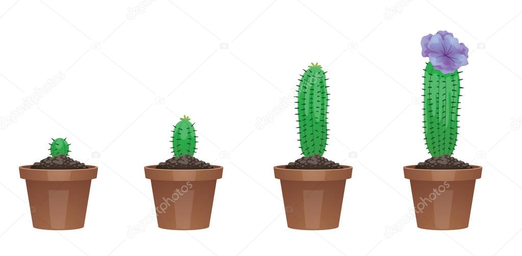 Stages of growth, beautiful green cactus with purple flowers