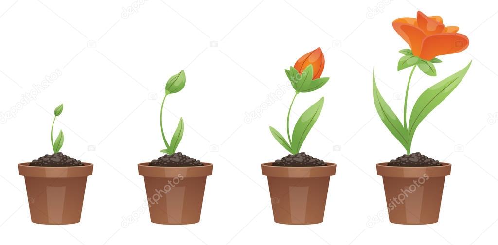 Stages of growth, beautiful orange flower (tulip)