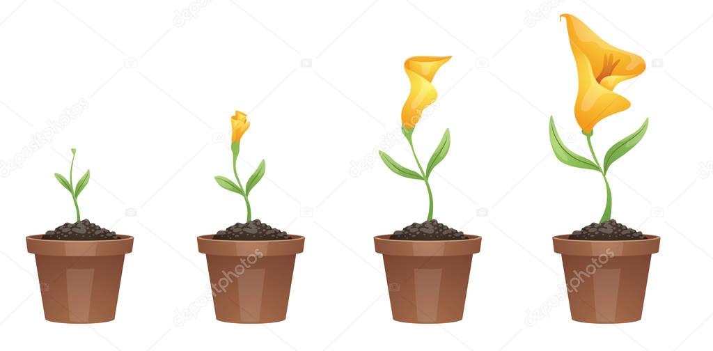 Stages of growth, beautiful yellow flower (calla lily)