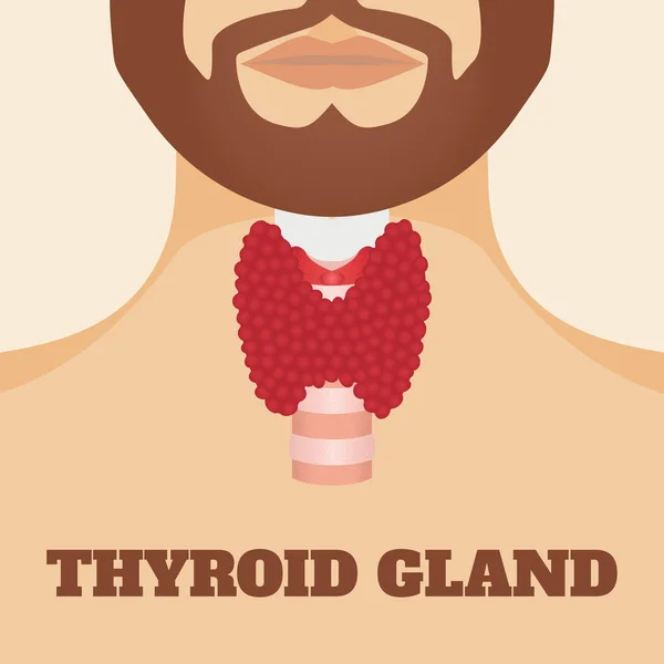 Thyroid gland of a man — Stock Vector
