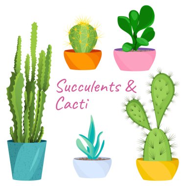 Succulents ve kaktüsler seti