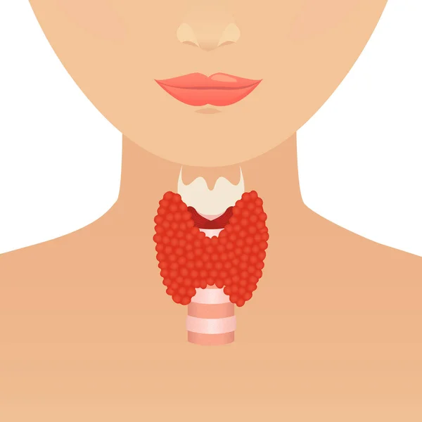 Thyroid gland on woman silhouette — Stock Vector