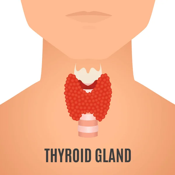 Ghiandola tiroidea su una silhouette maschile — Vettoriale Stock