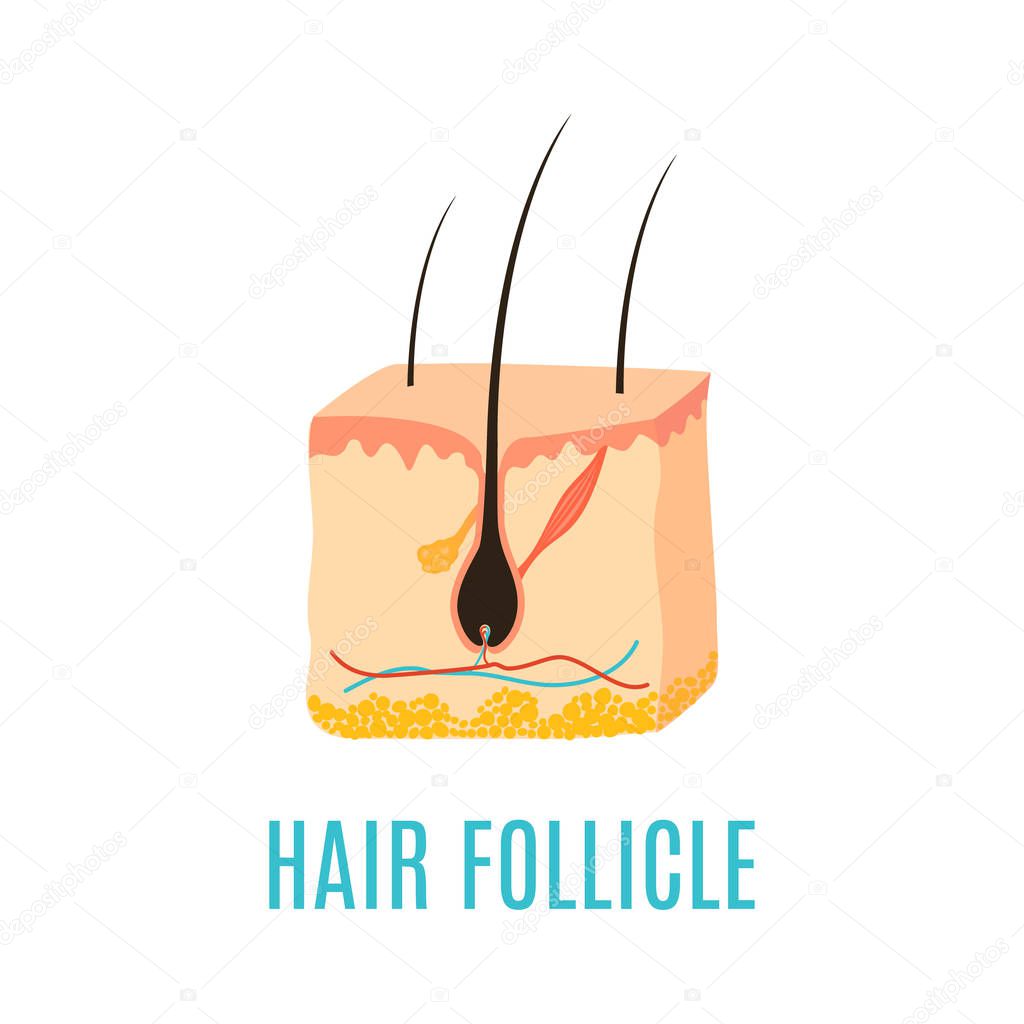 Hair follicle icon