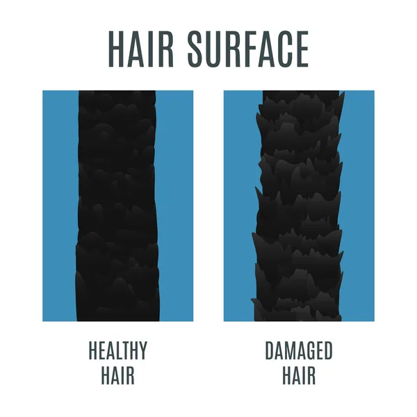 Здоровый и поврежденная поверхность волос — стоковый вектор