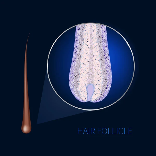 Hair follicle closeup — Stock Vector