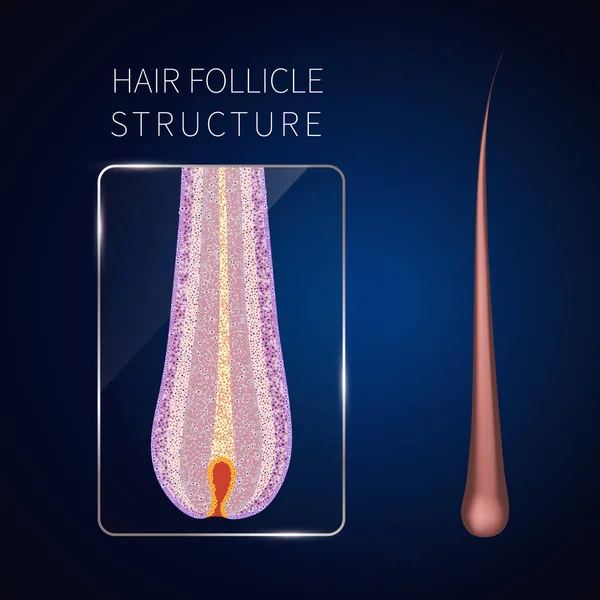 Hair follicle closeup — Stock Vector