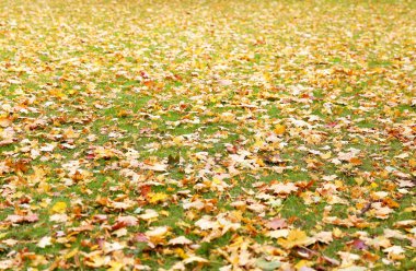 Sarı ağaçları ile sonbahar park