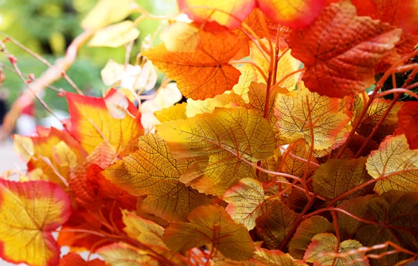 Bunte Herbstblätter auf dem Gebäude — Stockfoto
