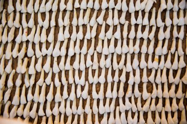 Farklı türlerde okyanus kabukları için güzel bir dekorasyon birleştirilir.