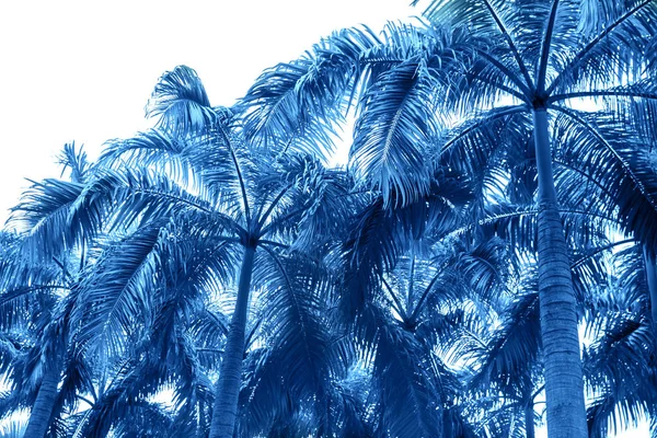 Palmbomen in daglicht getint in klassieke blauwe trendy kleur. — Stockfoto