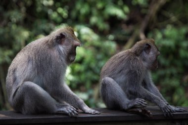 Bali, Ubud, Endonezya 'daki Kutsal Maymun Ormanı' nda beton duvarda oturan iki gri kuyruklu maymun.