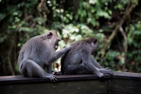 Dos Monos Cola Larga Grises Sientan Una Pared Hormigón Bosque —  Fotos de Stock