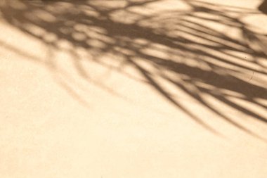 Tropik palmiye yaprakları bej renkli duvarda gölgeler bırakır. Yaz trendi konsepti.