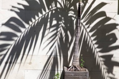 Tropik palmiye yaprakları beyaz duvarlı arka planda gölgeler bırakır. Yaz trendi konsepti.