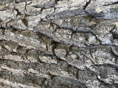 Doğal ahşap arka plan yosunlu ahşap kabuk dokusu