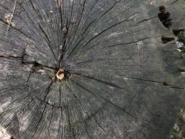 Ayrıntılı ağaç kütüğü. Ağacın kesiti. Ağaç halkalarının kaba organik dokusu