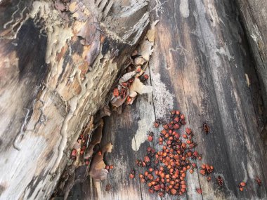 Kırmızı böcekli ağaç kabuğunu kapat.