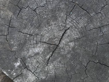 Ayrıntılı ağaç kütüğü. Ağacın kesiti. Ağaç halkalarının kaba organik dokusu