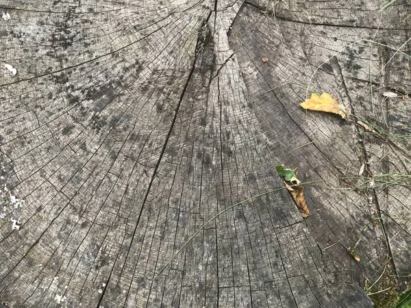 Detailní Pařez Průřez Toho Stromu Hrubá Organická Struktura Stromových Kroužků — Stock fotografie
