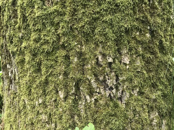 Natural Old Wood Background Mossy Wooden Bark Texture — Stock Photo, Image