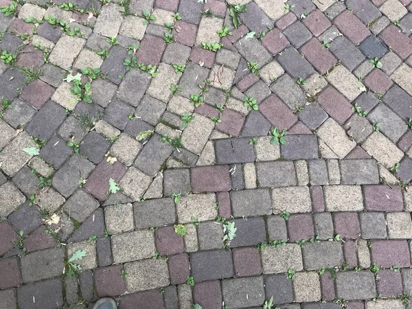 Blick Von Oben Auf Pflastersteine Stadtpark — Stockfoto